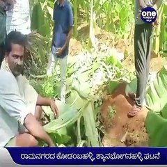 ರಾಮನಗರ:ಕಾಡಾನೆಗಳ ದಾಳಿಗೆ ರೈತರು ಕಂಗಾಲು | Oneindia Kannada