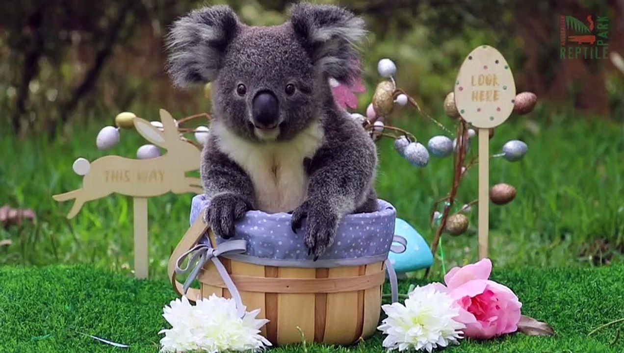 Koala und Co. in Osterstimmung