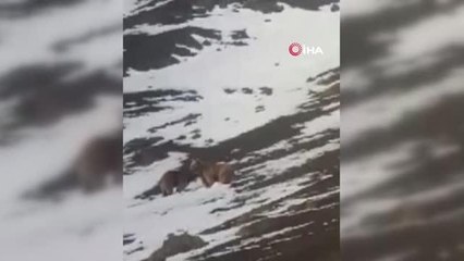 Son dakika haber... Kış uykusundan uyanarak doğaya çıkan ayılar kameraya yansıdı