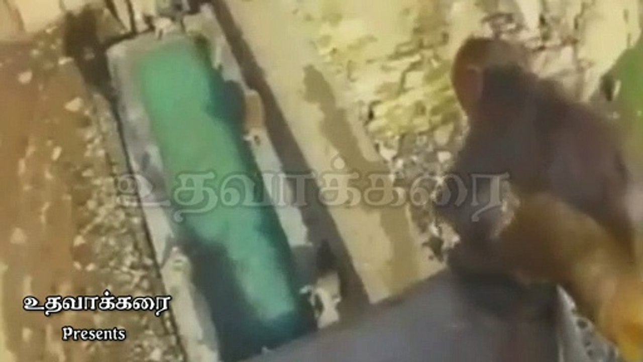 Monkey Fun - Senthil goundamani voice