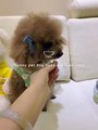 Funny pet dog does not take medicine