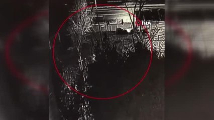 Üsküdar'da 35 bin lira karşılığında ağaçları kestiler...O anlar kamerada