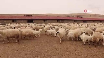 Kuzu ve koyunların duygusal buluşması