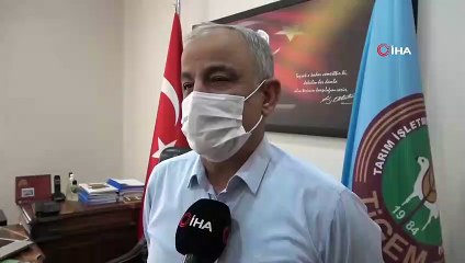 Yüzlerce Kuzu Anneleriyle Böyle Buluştu