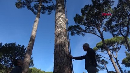 Koçarlı'da üretilen çam fıstığı, coğrafi işaret aldı