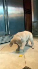 Puppy Can't Resist Playing With Lemon