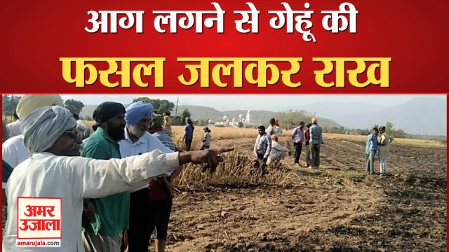 Himachal News: पांवटा में आग से 35 से 40 बीघा भूमि में गेहूं की फसल राख