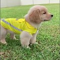 Funniest & Cutest Golden Retriever Puppies #9- Funny Puppy Videos 2021