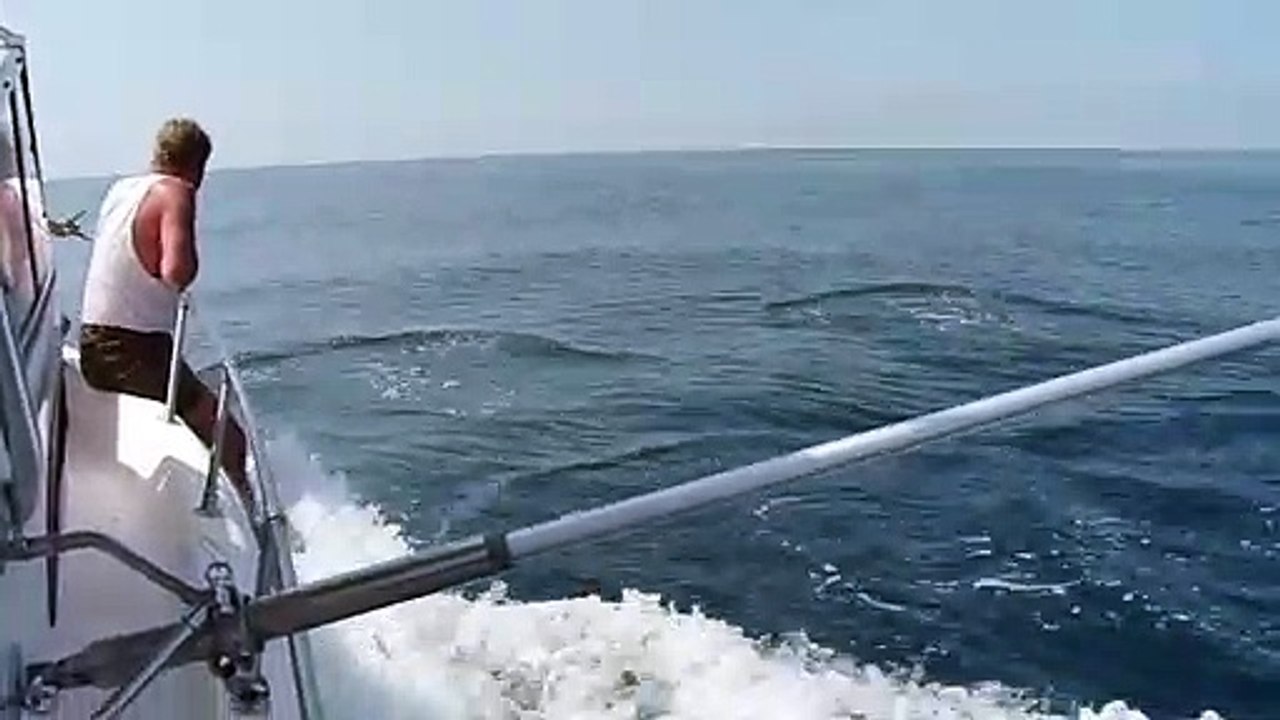 Dolphins in Liberia