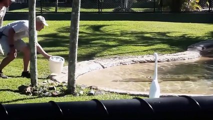 VIDEOS GRACIOSOS DE ANIMALES SALVAJES 2021