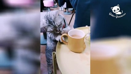 ANIMALES GRACIOS HUMOR 2021