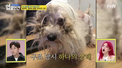 스테파니 리가 처음 반려견 하나를 만났을 때의 충격적인 모습...