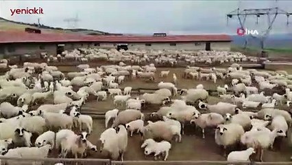 Koyun ve kuzuların buluştuğu anlar izleyenleri mest etti