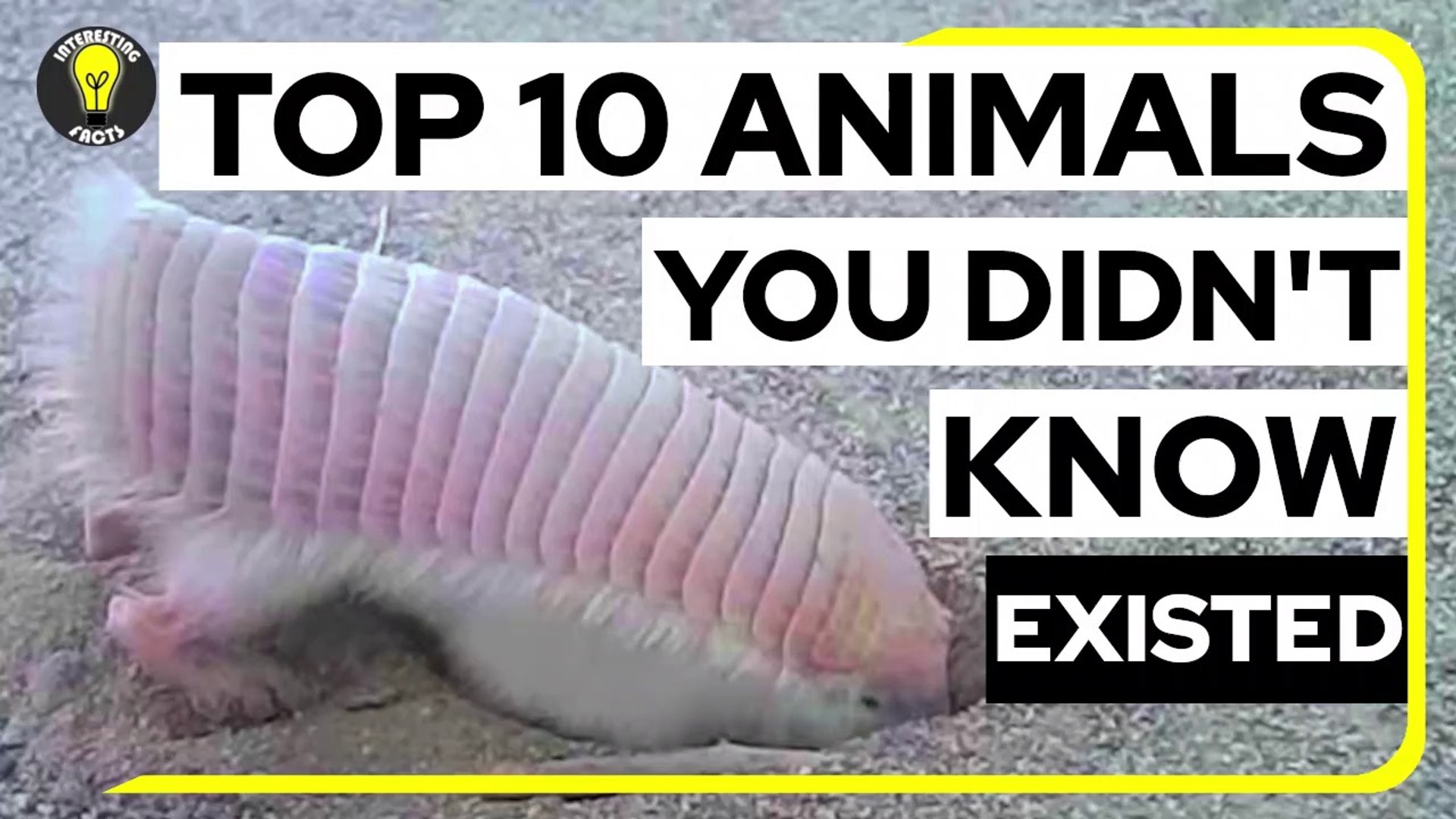 Top 10 Animals You Didn't Know Existed - video Dailymotion