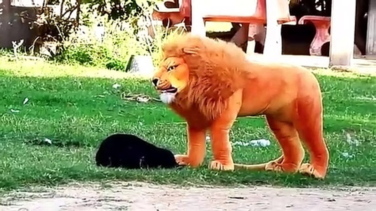 Funny Videos Animals 2021 Cute Pets Animals Funny Compilations  2021 funny videos