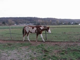 elevage talisman horse