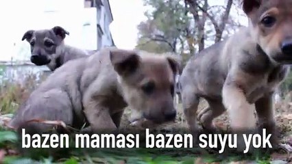 4 Nisan Dünya Sokak Hayvanları Günü:  Onlar soramıyorlarsa, biz onlar için sorarız!