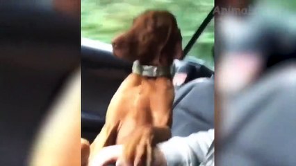  Funniest  Dogs And Cats - Try Not To Laugh - Best Of The 2020 Funny Animal Videos