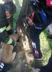 Son dakika haber! Manisa'da başı ağaç kovuğuna sıkışan köpek kurtarıldı