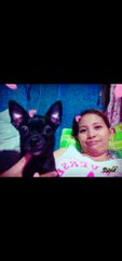 special memoriestribute for  my furbabies