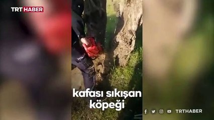 Başı ağaç kovuğuna sıkışan köpek kurtarıldı