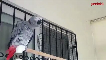 İYİ Partili Ahmet Erozan'dan 'Andımız' okuyan papağan paylaşımına tepki yağdı
