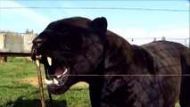 Vous voulez voir à quoi ressemble le rugissement d'une panthère noire de près... Impressionnant