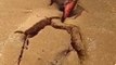 Ce qu'ils découvrent dans le sable est incroyable... Animal préhistorique