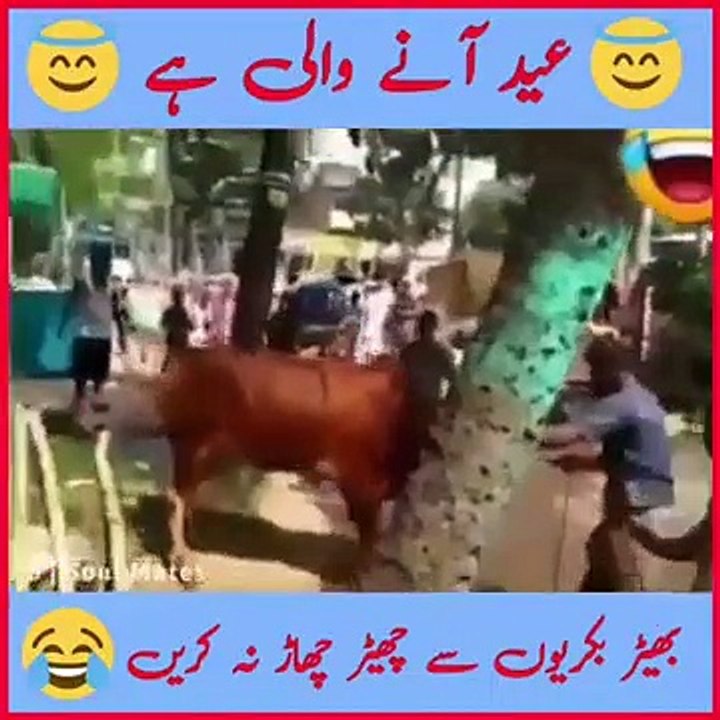 Bakra Eid  Funny Video! Funny Animal's Attack! Funny Pakistani Videos
