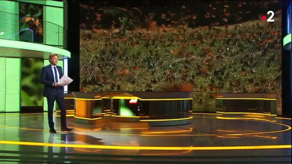 Mexique : à la découverte d’un endroit où les papillons sont rois