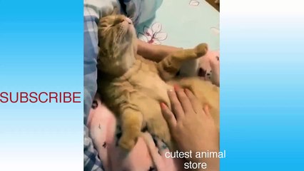 Funny animals movement video