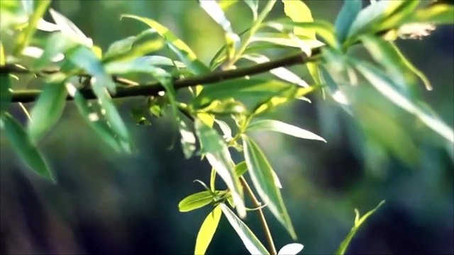 8D Nature Sounds _ Relaxing Nature ASMR _ USE HEADPHONES