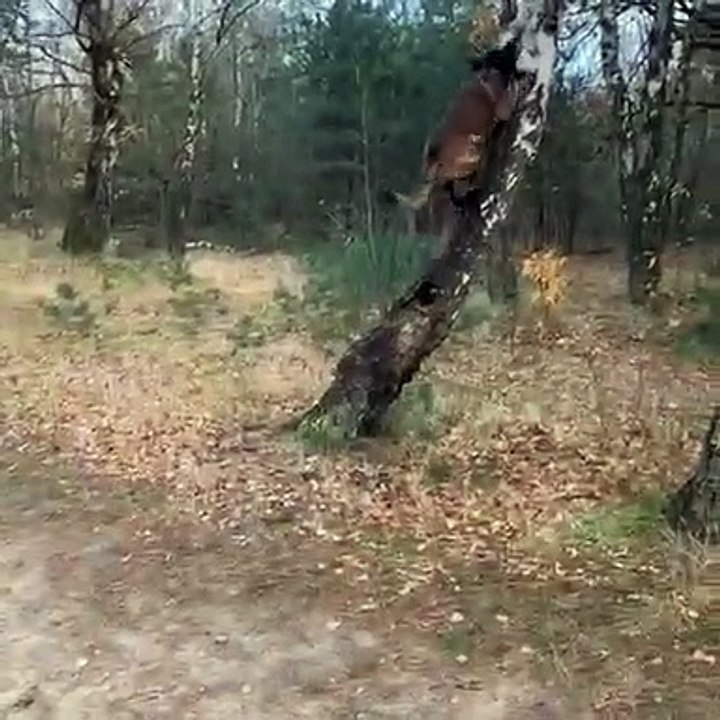 Malinoi climbs up a tree !