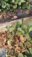 strawberry farm Hong kong