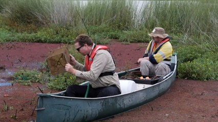 Extinct fish resurfaces after thought extinct in northern Victoria
