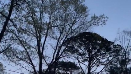 Listen to the calming sounds of nature in this morning moment from Georgia