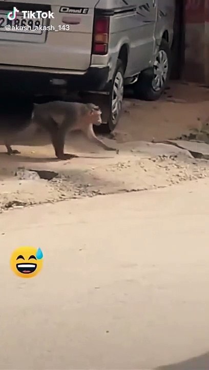 Super Funny Animal Video that Will Make You Laugh Out Loud  Keep Laughing  Do Share & Subscribe
