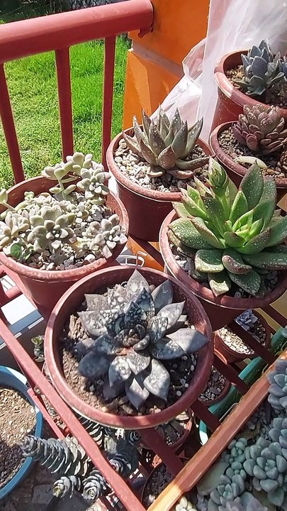 succulent 2