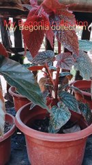 My Begonia plants