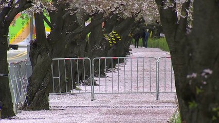 [날씨] 절정 지난 벚꽃, 윤중로 통제...내일 아침 꽃샘추위 / YTN