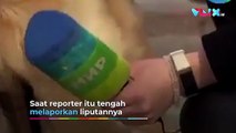 Momen Lucu Seekor Anjing Ambil Mic Reporter saat Live di TV