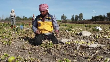 Turp hasadı sona erdi