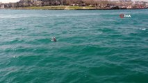 İstanbul’da Yunus Balığı Sürüsü, Görenler Hayran Kaldı