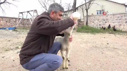 İmam ile kuzunun sevimli dostluğu