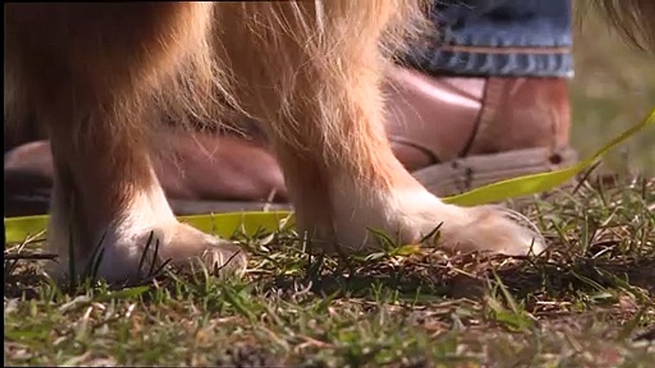 Haustier-Boom im Corona-Lockdown