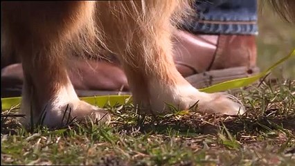 Haustier-Boom im Corona-Lockdown