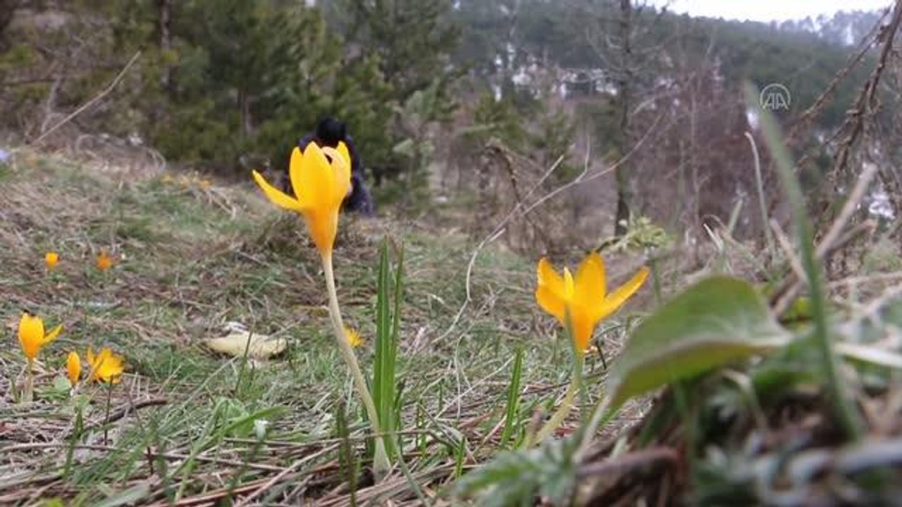Göynük'te baharın müjdecisi çiğdemler açtı