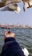 siberian birds on hand | Natural birds slow motion