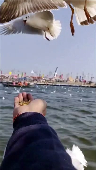 siberian birds on hand | Natural birds slow motion