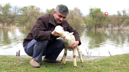 İmam ile Annesiz Kalan Sevimli Kuzunun Hayranlık Uyandıran Dostluğu